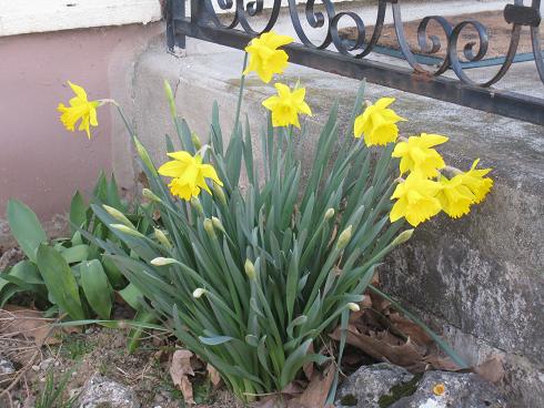http://marcetmarie.fr/marie/fleurs1.JPG